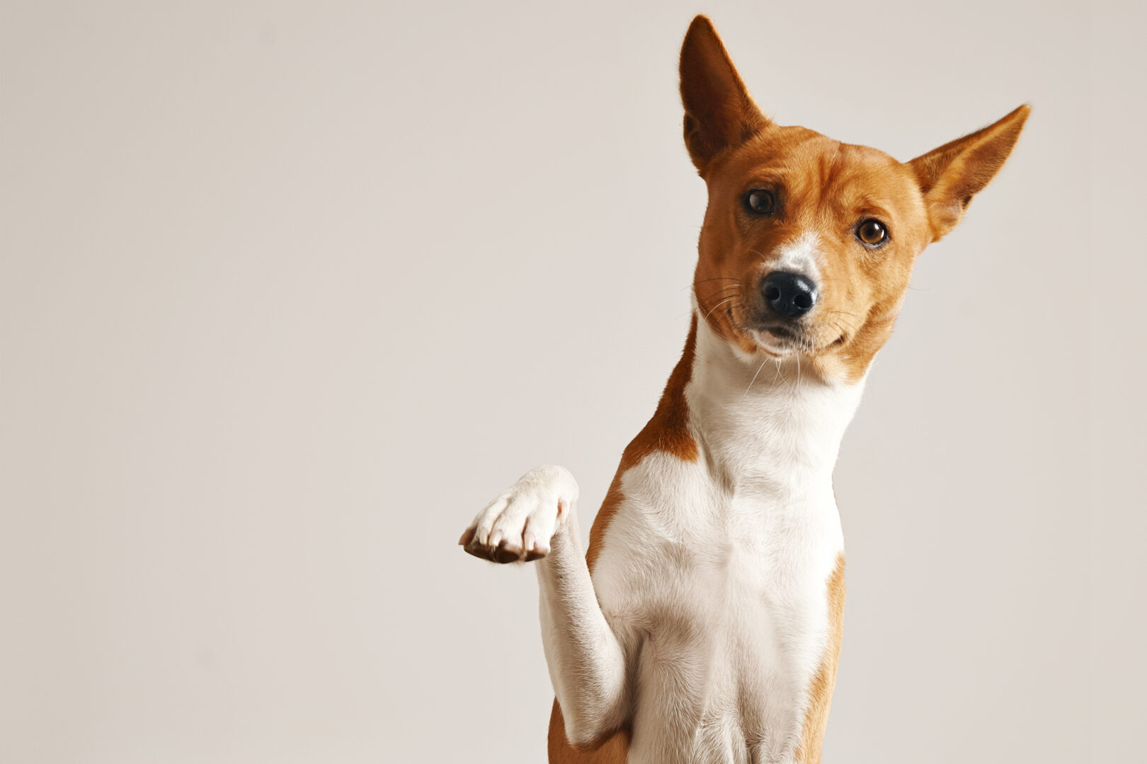 Produtos para animais de estimação